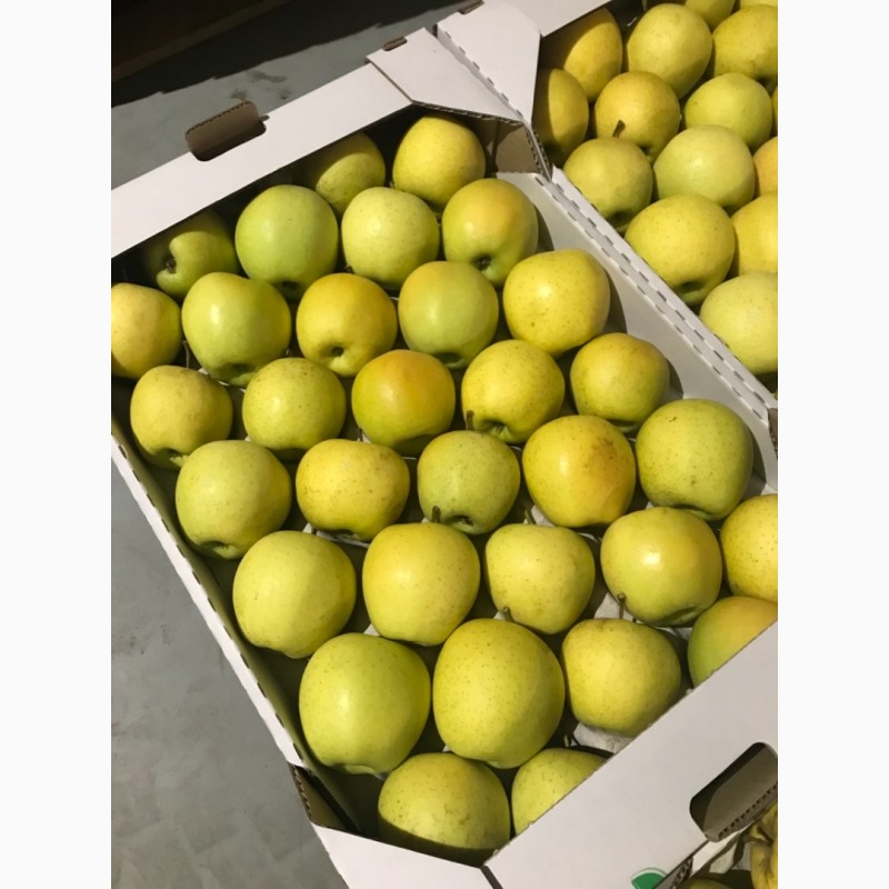 Фото 7. Продам яблуко 4 сортів: Голден, Ред Чіф, Фуджі, Грені Сміт