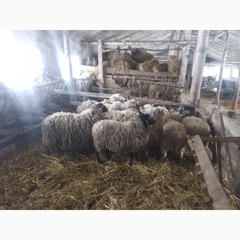 Фото 4. Продам овець
