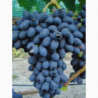 Продам саженцы винограда. Лучшие сорта