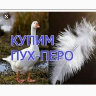 Закупаем пух перо гуся и утки по Украине