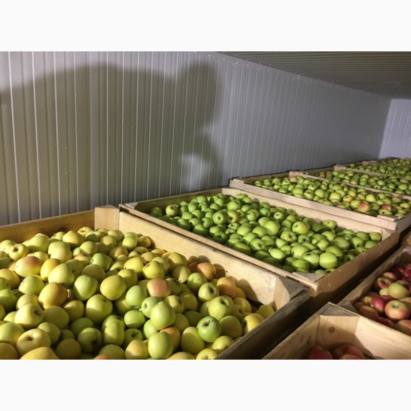 Фото 3. Продам яблука з холодильника