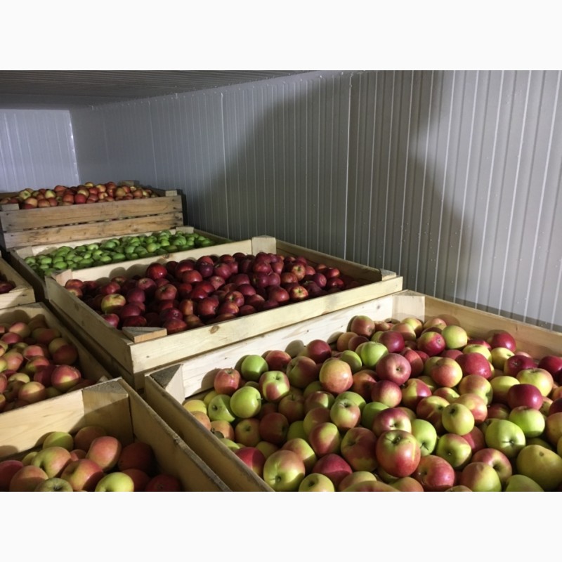 Фото 4. Продам яблука з холодильника