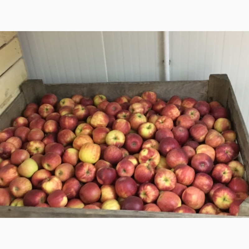 Фото 8. Продам яблука з холодильника