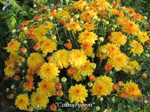 Фото 6. Хризантемы Пышные Корейские неприхотливые дешево куст 69 грн