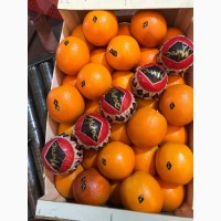 Апельсины сорта Вашингтон Навел