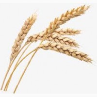 Крупнооптова закупівля пшениці