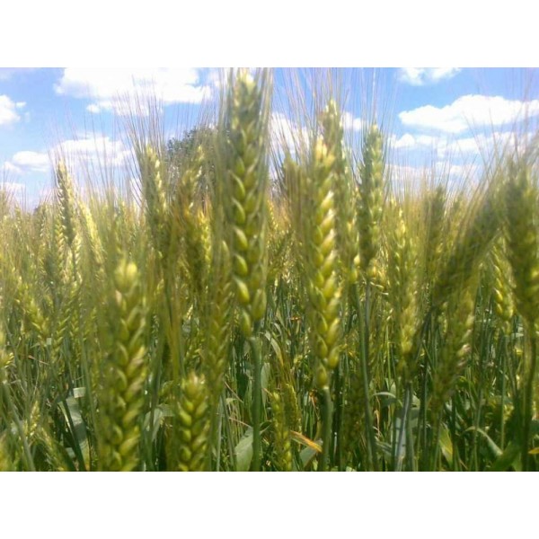 Фото 2. Насіння озимої пшениці Шпалівка, урожайність 150 ц/га