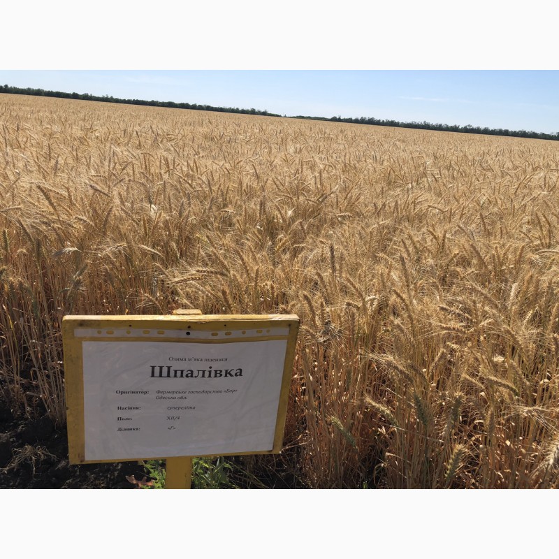 Фото 3. Насіння озимої пшениці Шпалівка, урожайність 150 ц/га