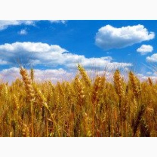 Продам насіння озимої пшениці Балатон (Probstdorfer Saatzucht, Австрія)