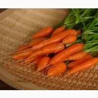 Морква свіжа для продажу контакту за найкращою ціною