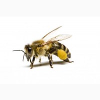 Продам пилок бджолиний.Урожай 2019