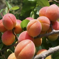 Садженці абрикоса