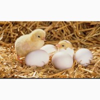 Продажа инкубационных яиц бролера кообб 500