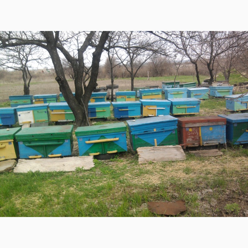 Купить пчел в белгородской. Продаются пчелосемьи. Пчёлы на продажу в Дагестане. Сельхоз Луганск. Анапа мëд пчела продают.