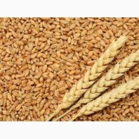 Продам пшеницю фуражну, Ужгород + Ужгородський р-н