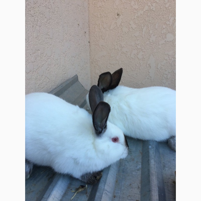 Фото 4. Продам кролів Каліфорнія