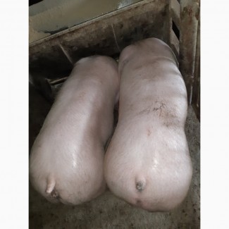 Куплю свиней живою вагою от 40 гол в підприємст и населеня