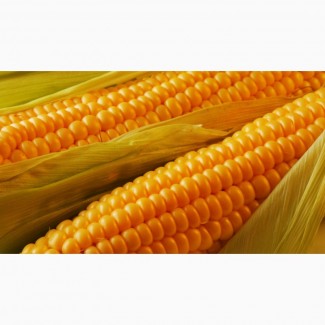 Фірма закупает кукурудзу з усіх областей України! Купуємо дорого, можливий самовивіз