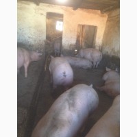 Продам Свиней живым весом от 150 кг