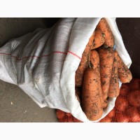 Продам Морква