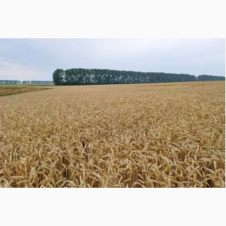 Продам посевной материал озимой пшеницы сорт Есаул (суперэлита)Краснодарская селекция