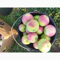 Продам яблока Ерли Женева+7 в окрасе цена 10 грн