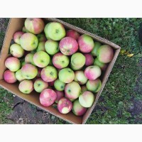 Продам яблока Ерли Женева+7 в окрасе цена 10 грн