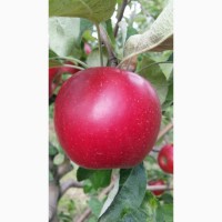 Продам яблоки! Ранние Прима Руж! Урожай 2021