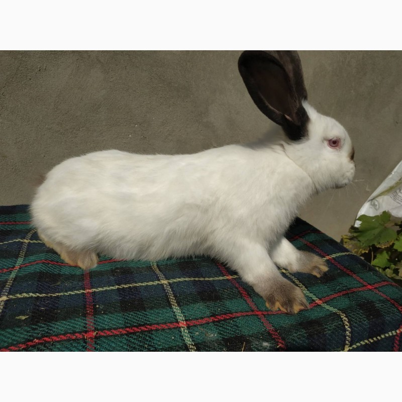 Фото 2. Продам кролиці породи Каліфорнія віком 4.5 міс