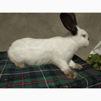 Продам кролиці породи Каліфорнія віком 4.5 міс