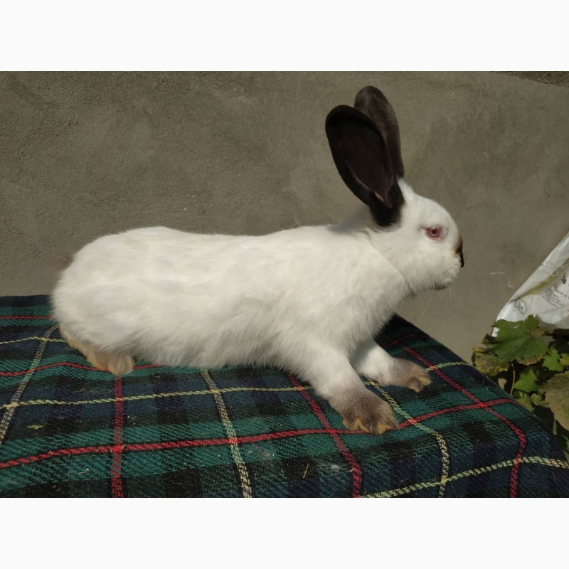 Фото 3. Продам кролиці породи Каліфорнія віком 4.5 міс
