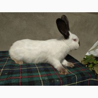 Продам кролиці породи Каліфорнія віком 4.5 міс