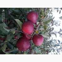 Продам яблука високої якості та груші з саду