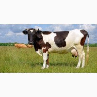 Комбикорм для коров КРС телят дойных коров