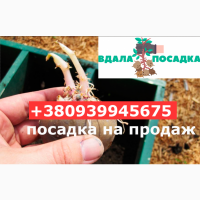 Продам элитный семенной картофель оптом