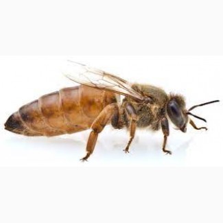 Бджолопакет бджіл породи Бакфаст