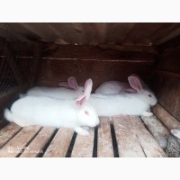 Продам кроликів живою вагою, на забій, вінницька область