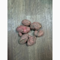 Продамо картопля Н.С, сорт лабелла