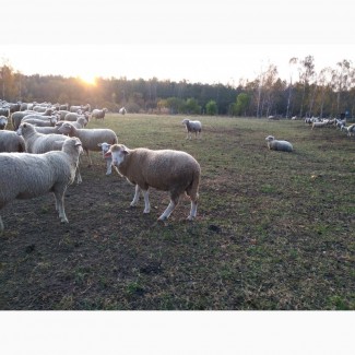 Продам овець породи Меринос, Мериноланд