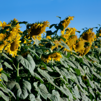 Посівний матерал соняшника, Нові високоурожайні та посухостійкі гібриди