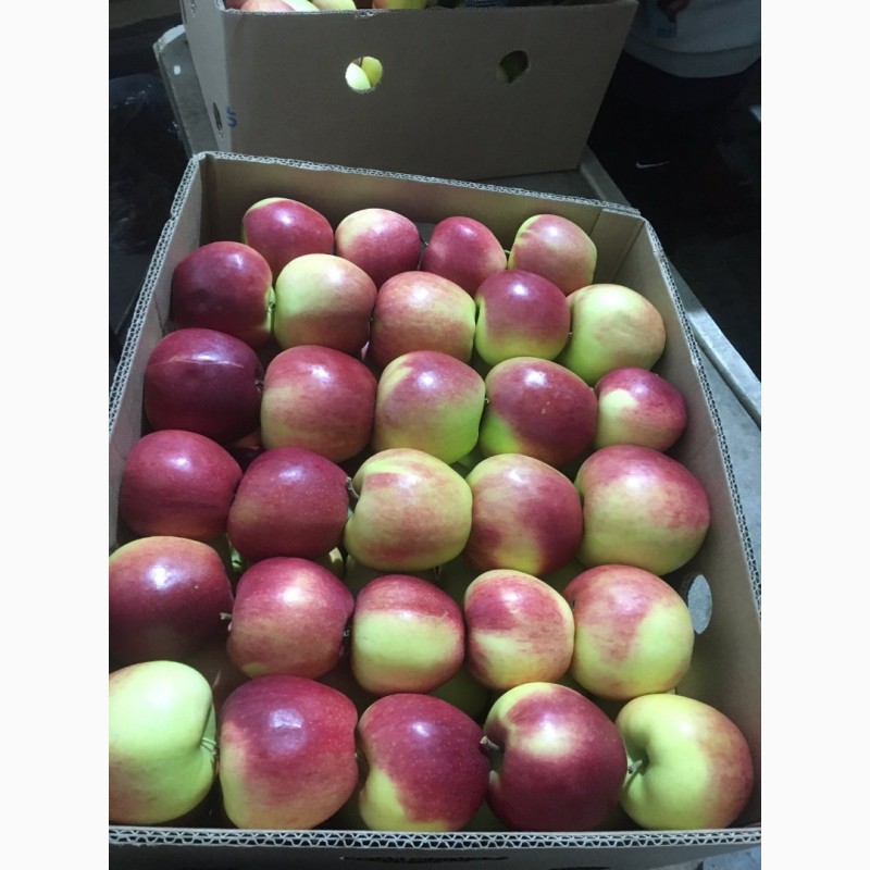Фото 4. Продам яблука з холодильника газовані є обєм паковка 7+ чисті без граду та парші