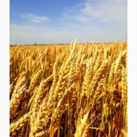 Куплю яру пшеницю