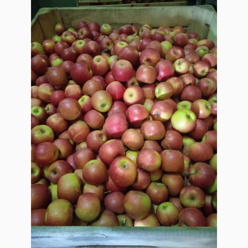 Фото 2. Продам яблука оптом