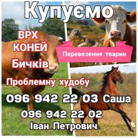 Купуємо врх коней телят в Житомирській та Київській областях