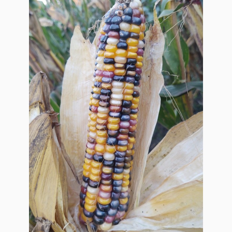 Фото 11. Продам цветную кукурузу на экспорт 5 машин по 22 мт