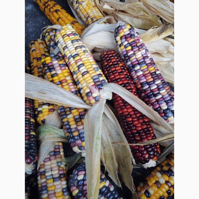 Фото 8. Продам цветную кукурузу на экспорт 5 машин по 22 мт