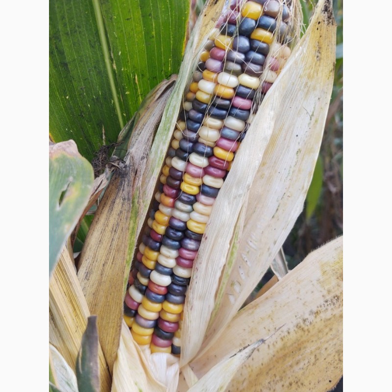 Фото 9. Продам цветную кукурузу на экспорт 5 машин по 22 мт