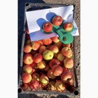 Продам яблука зимові сорту Флоріна та Прима