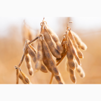 Пропонуємо насіння сої РЖТ Сфінкса (СН-1) Без ГМО