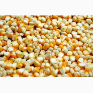 Фермер пропонує фуражну кукурудзу оптом та вроздрібціноюцінамиХарківщини
